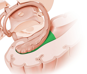 Temporal horn of lateral ventricle (#2878)