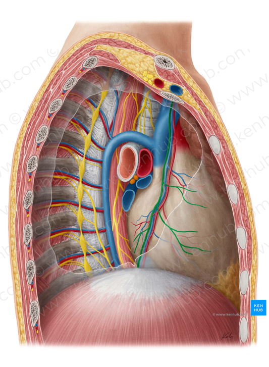 Right phrenic nerve (#20276)