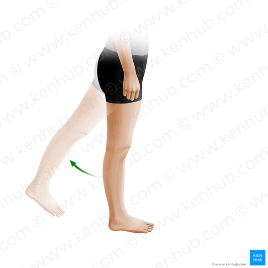 Extension of thigh (#20900)