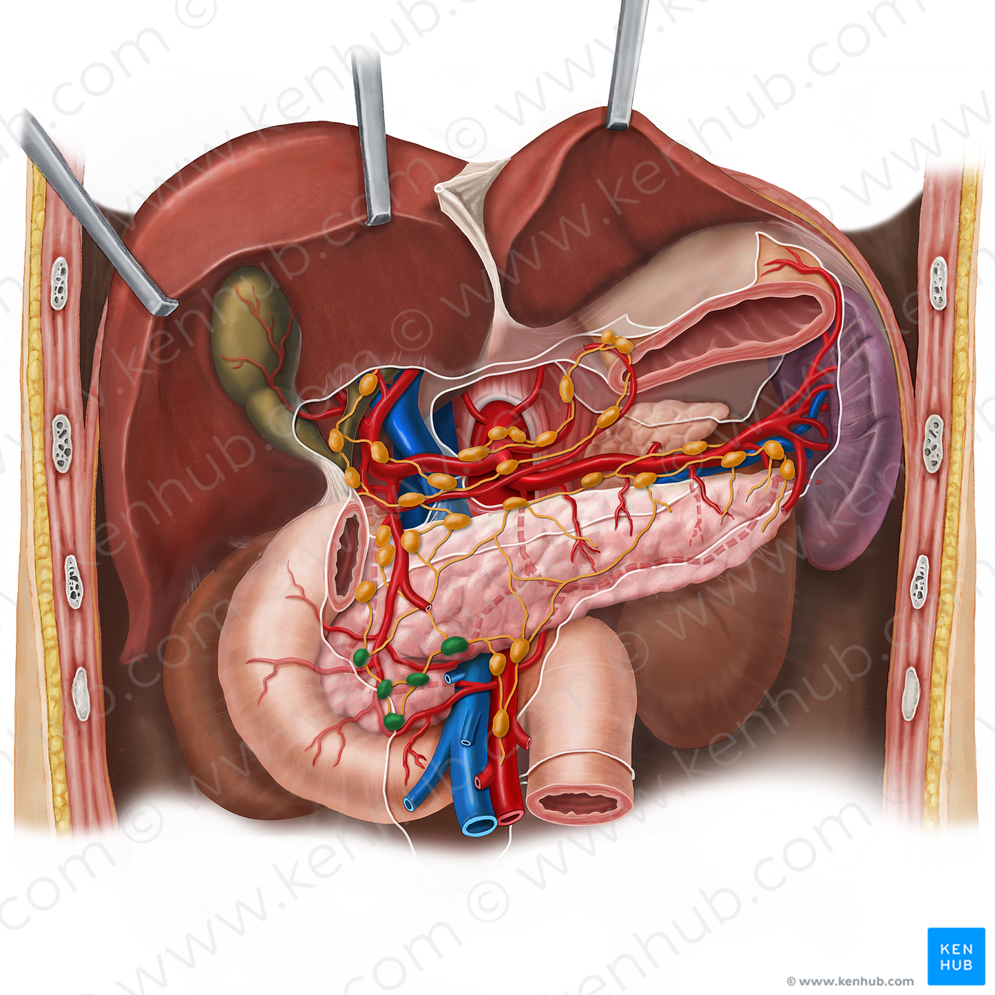 Inferior pancreaticoduodenal lymph nodes (#7069)