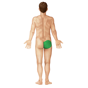 Gluteal region (#214)