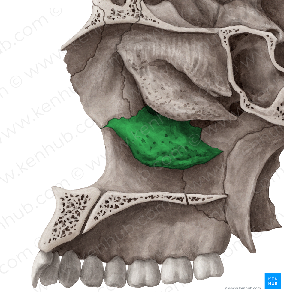 Inferior nasal concha (#2790)