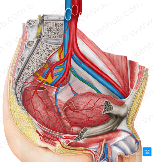 Left obturator artery (#1556)