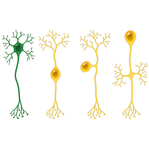 Multipolar neuron (#13509)