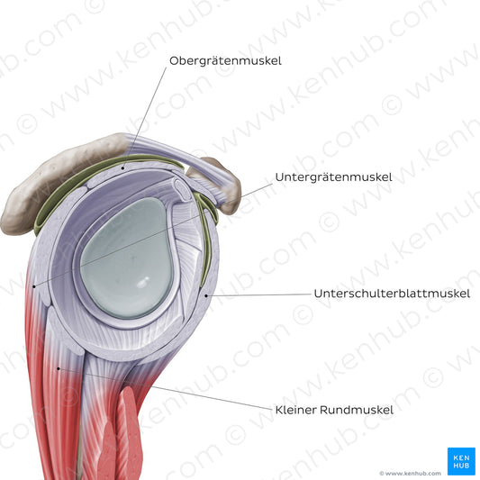 Rotator cuff - sagittal view (German)