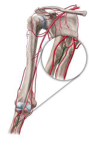 Posterior interosseous artery (#18857)