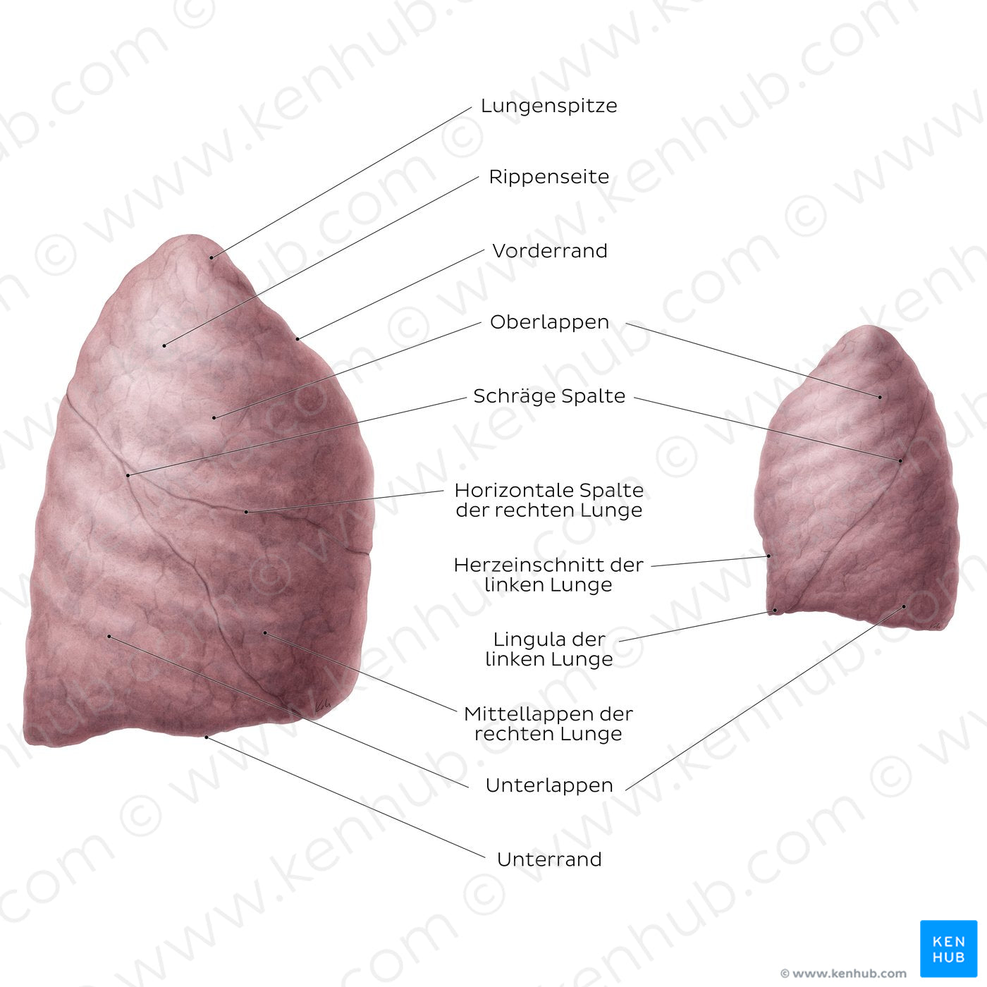 Lateral views of the lungs (German)