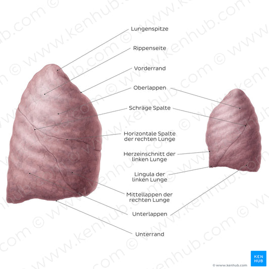 Lateral views of the lungs (German)