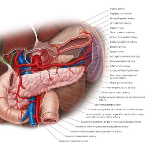 Arteries of the pancreas, duodenum and spleen (English)