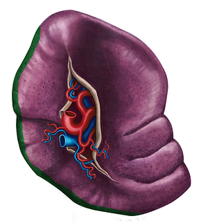 Inferior border of spleen (#4932)