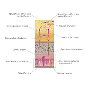 Olfactory nerve (olfactory organ and bulb) (Latin)