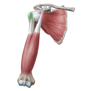 Transverse humeral ligament (#20004)
