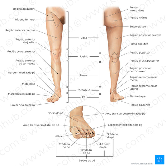 Regions of the lower extremity (Portuguese)