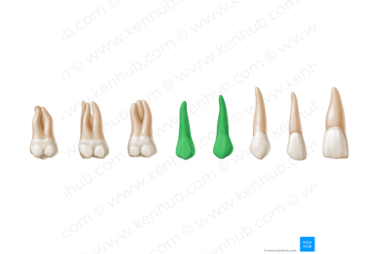 Premolar teeth (#3226)