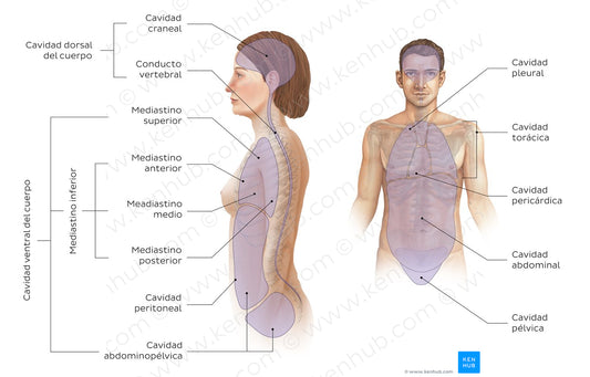 Cavities of the body (Spanish)