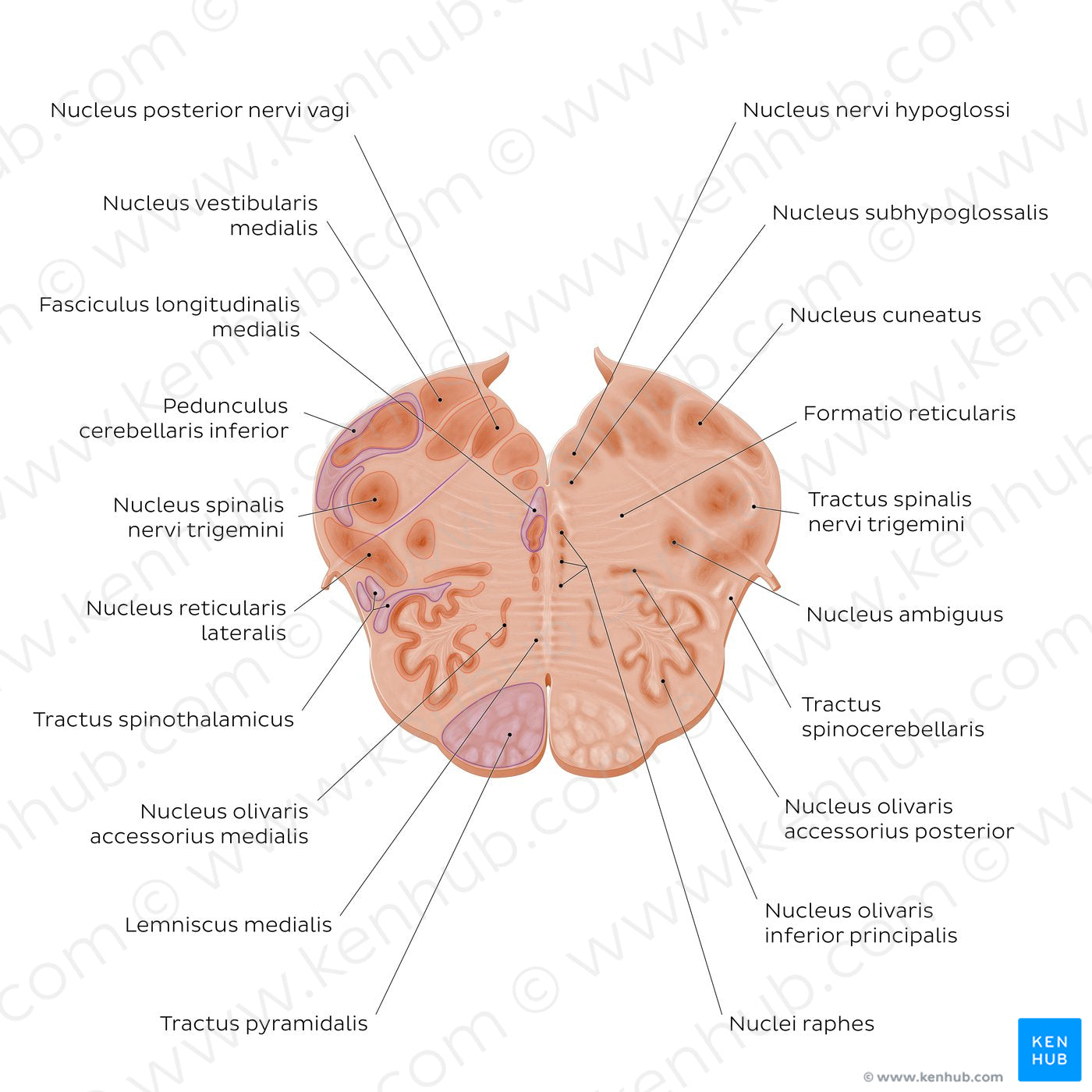 Medulla oblongata: Vagus nerve level  (Latin)