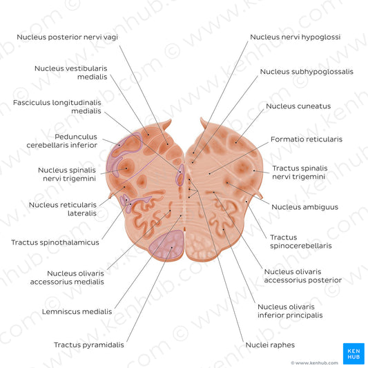 Medulla oblongata: Vagus nerve level  (Latin)