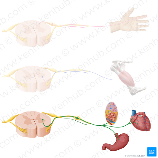 Autonomic nerve fibers (#20913)