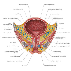 Female urinary bladder (German)