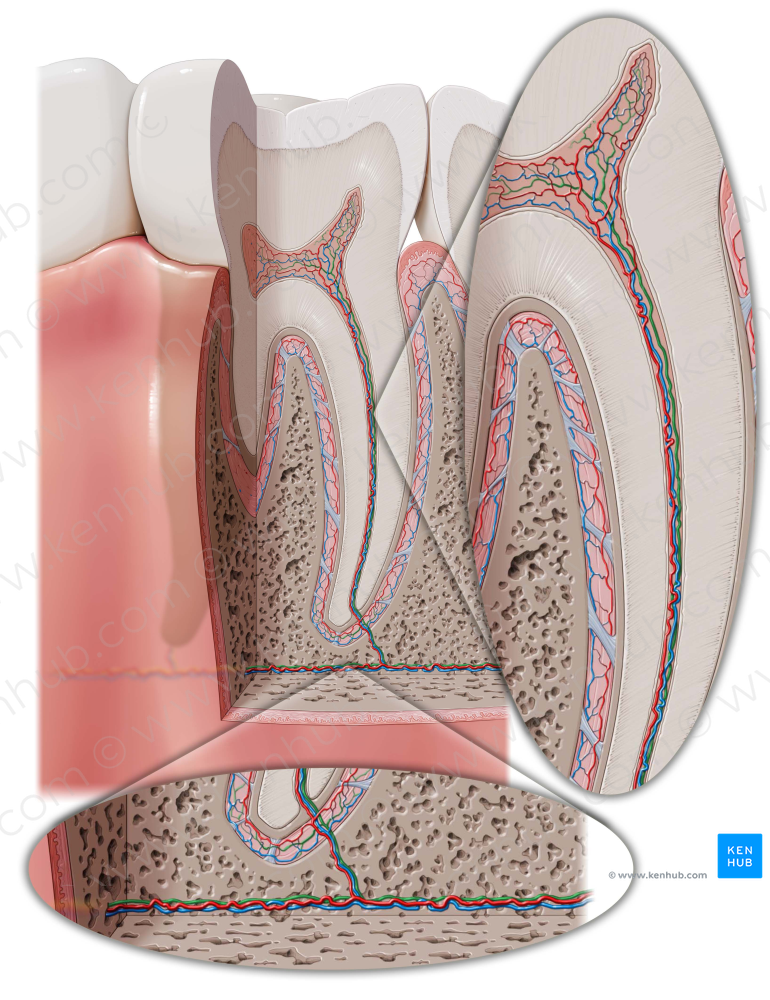 Dental nerves (#6221)