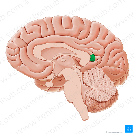 Isthmus of cingulate gyrus (#19565)