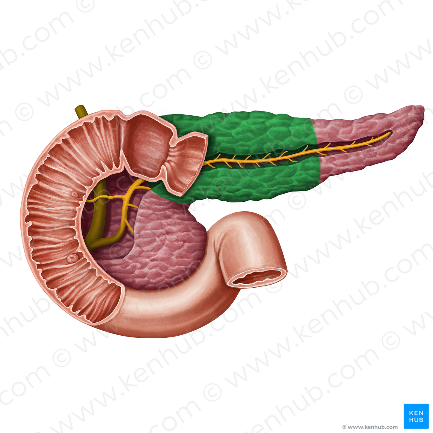 Body of pancreas (#13931)