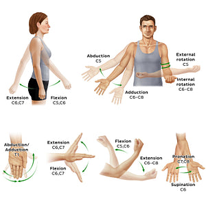 Myotomes of the upper limb (English)