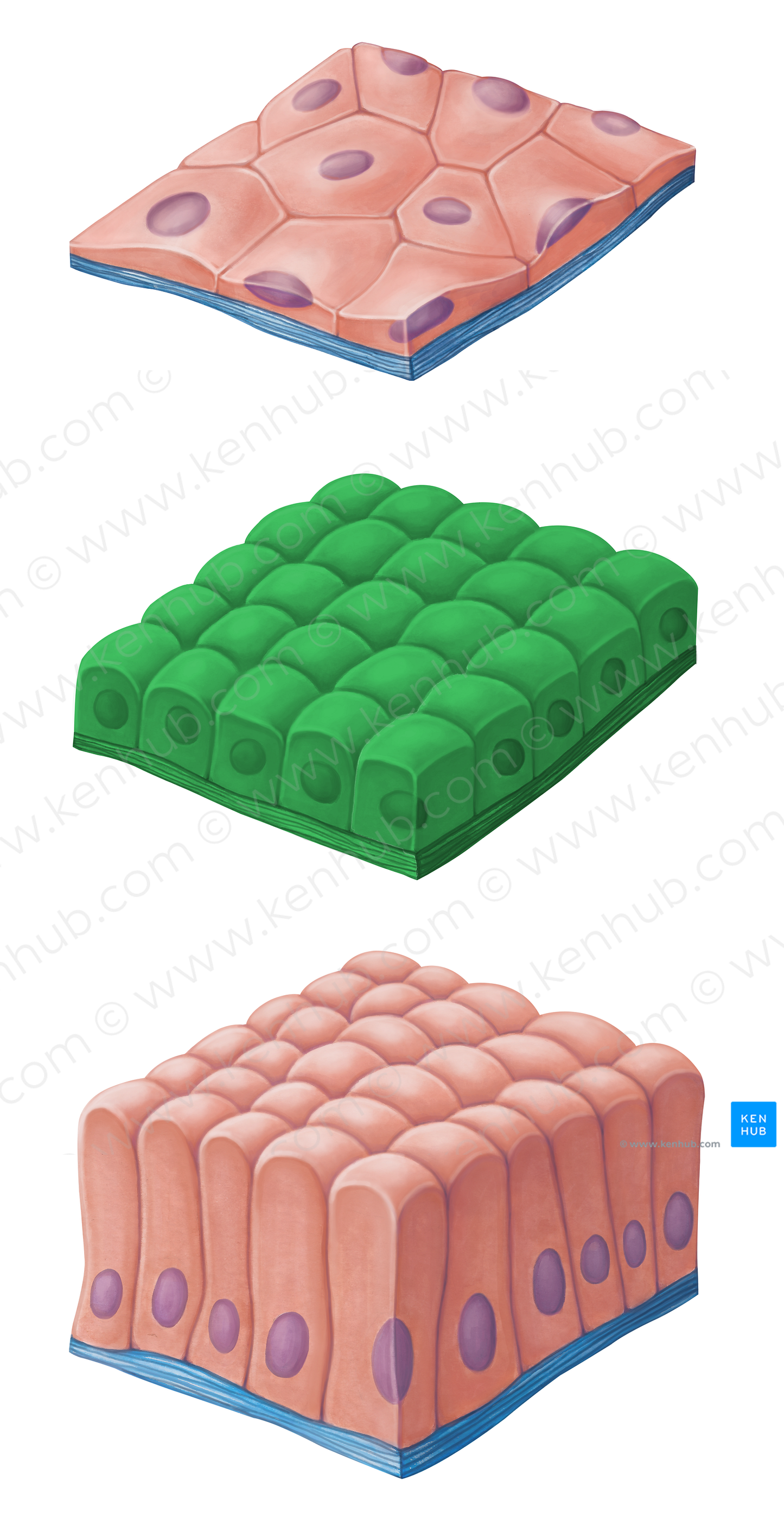 Simple cuboidal epithelium (#14465)