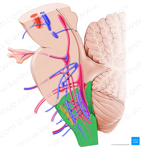 Medulla oblongata (#5000)