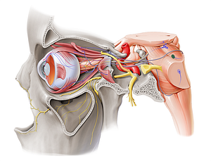 Nucleus of trochlear nerve (#7233)