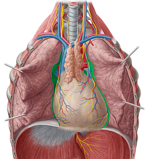 Mediastinal part of parietal pleura (#7732)