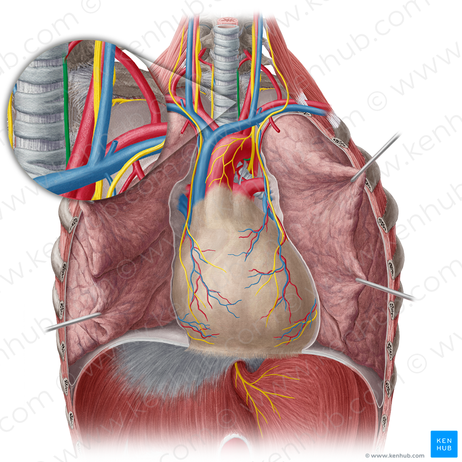 Left recurrent laryngeal nerve (#6525)