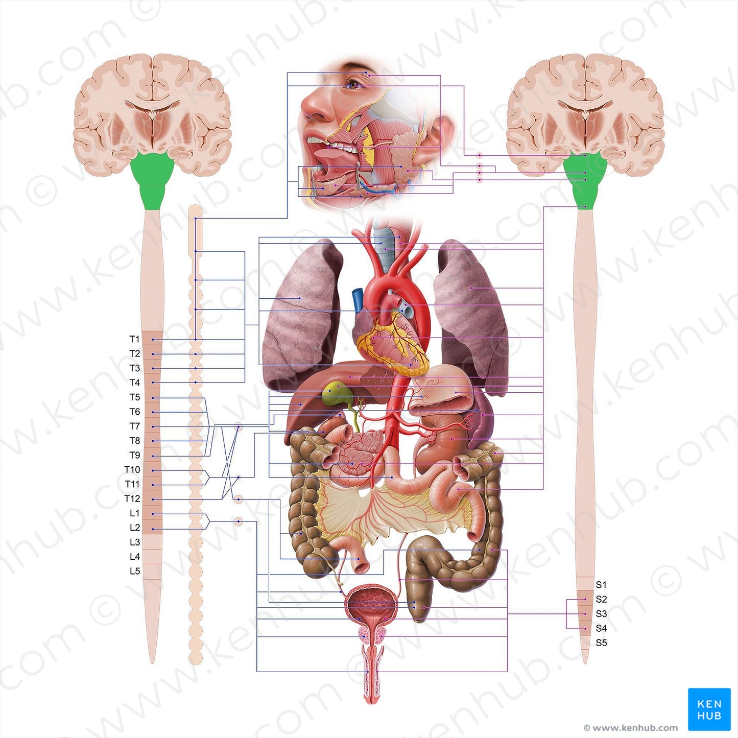 Brainstem (#18616)