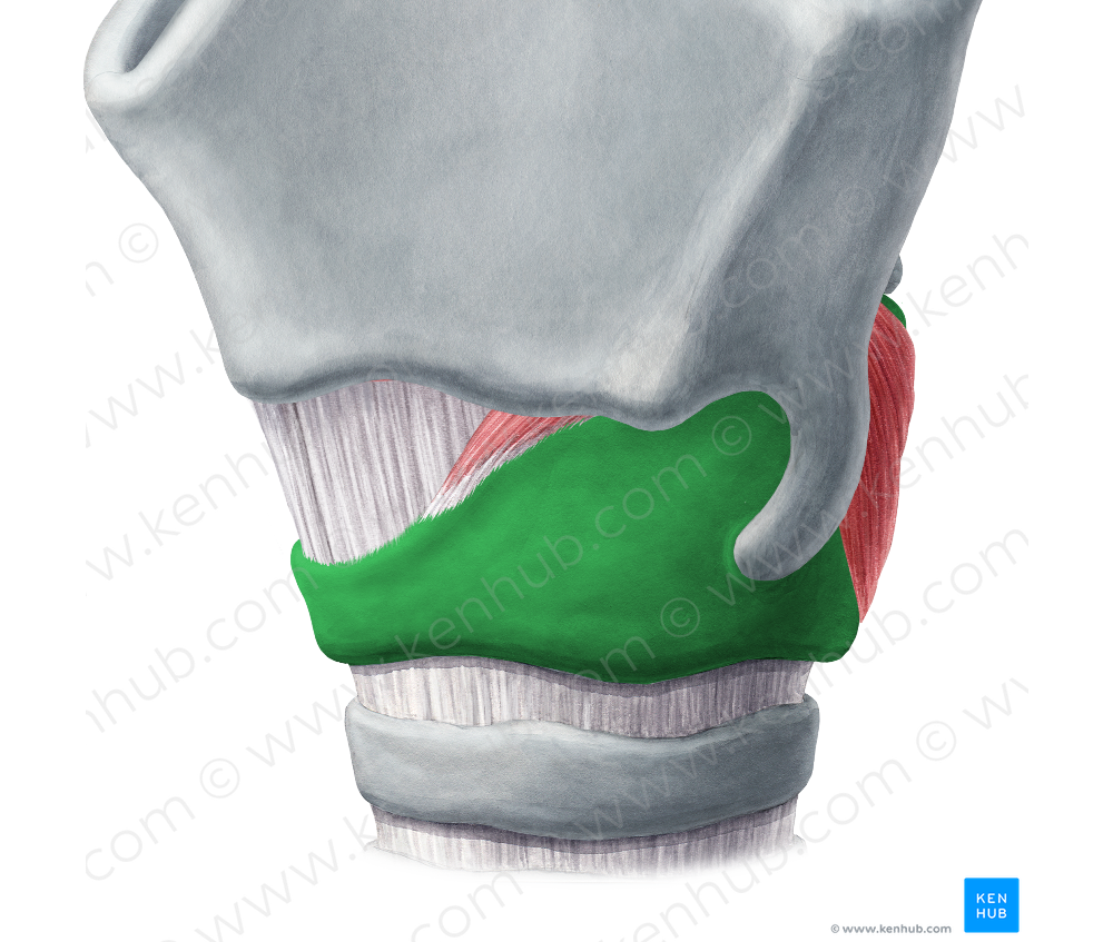 Cricoid cartilage (#2492)