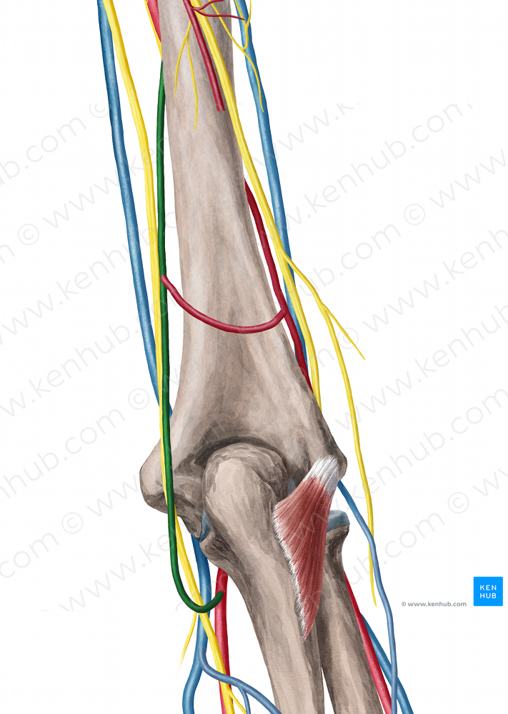 Superior ulnar collateral artery (#1073)