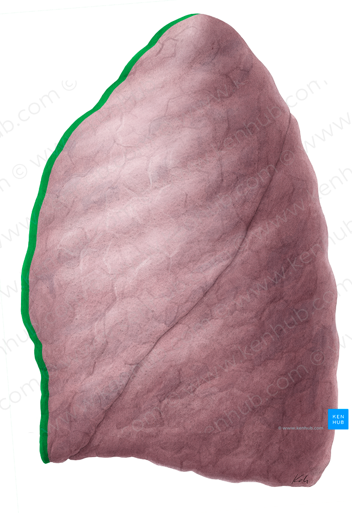 Anterior border of lung (#21465)