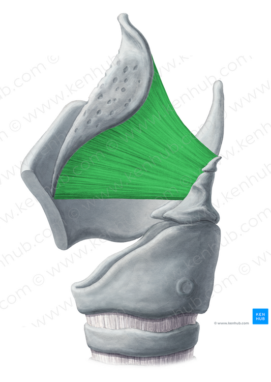 Quadrangular membrane (#5050)