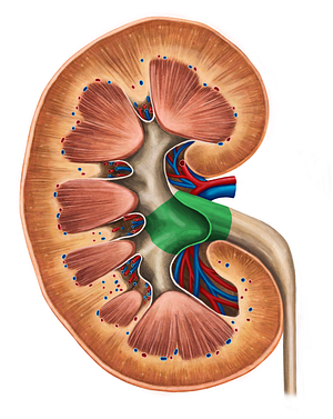 Renal pelvis (#7847)