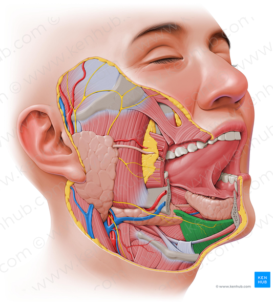 Mylohyoid muscle (#5624)