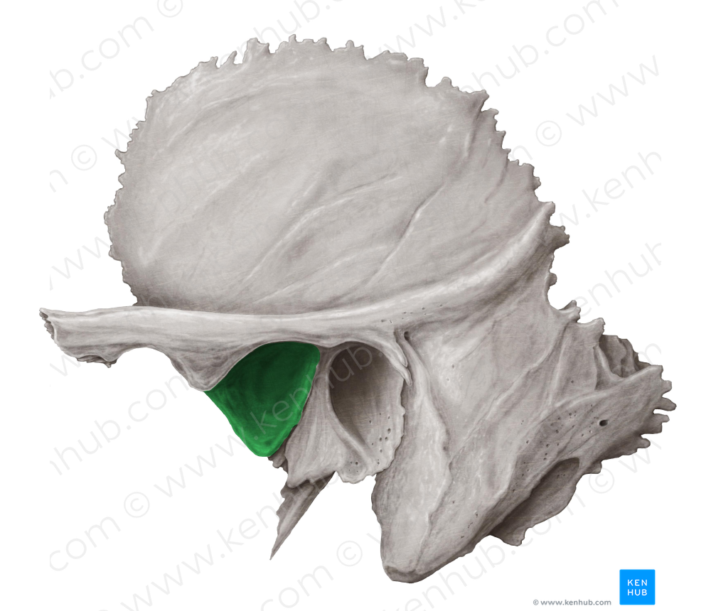 Mandibular fossa of temporal bone (#3864)