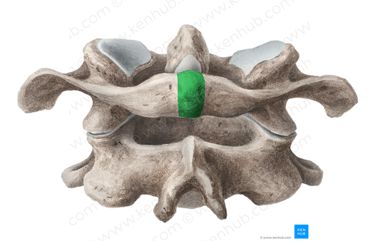 Posterior tubercle of atlas (#9752)