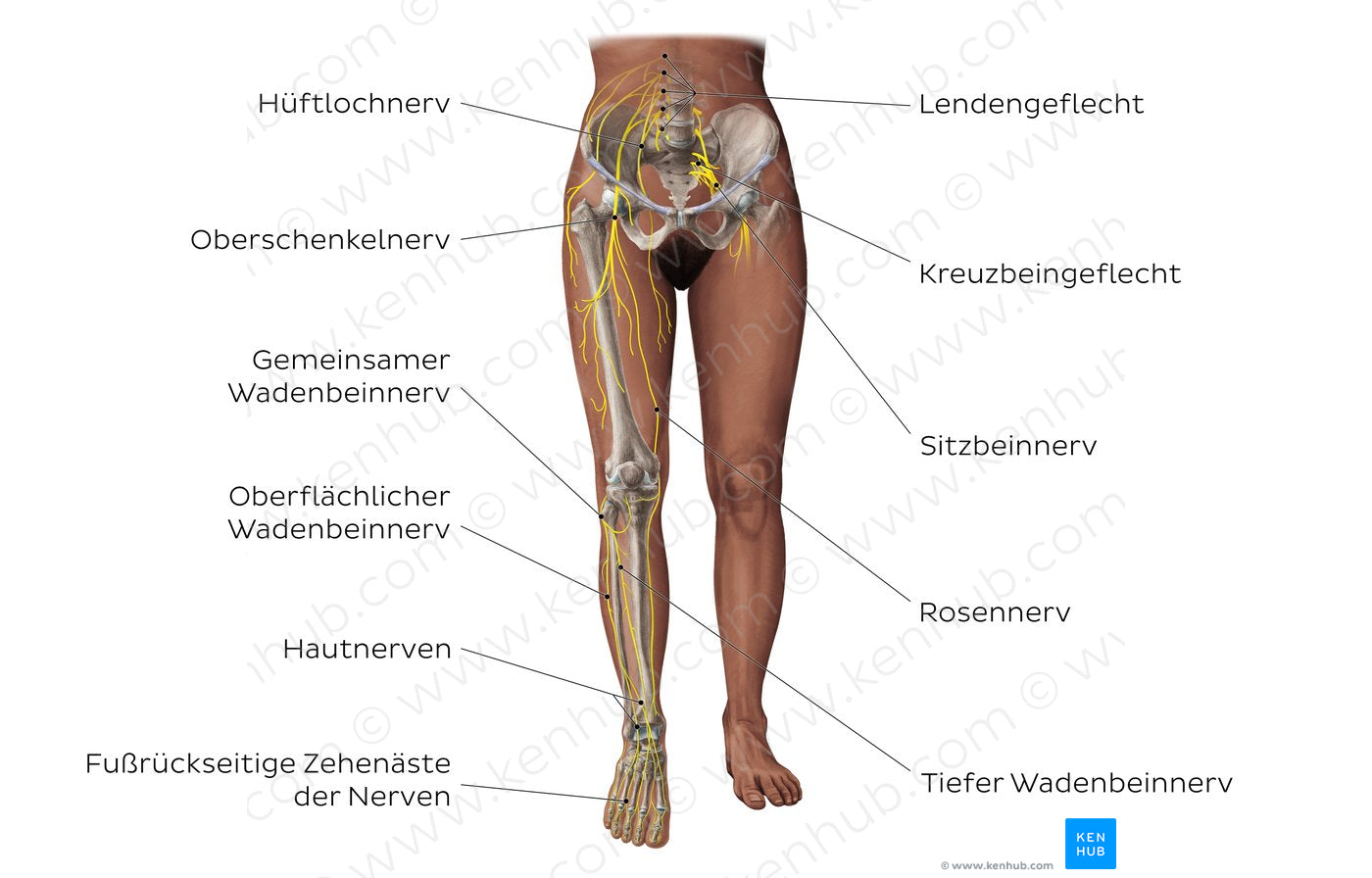 Main nerves of the lower limb - anterior (German)