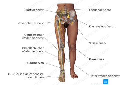 Main nerves of the lower limb - anterior (German)