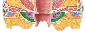 Bulbospongiosus muscle (female) (#5246)