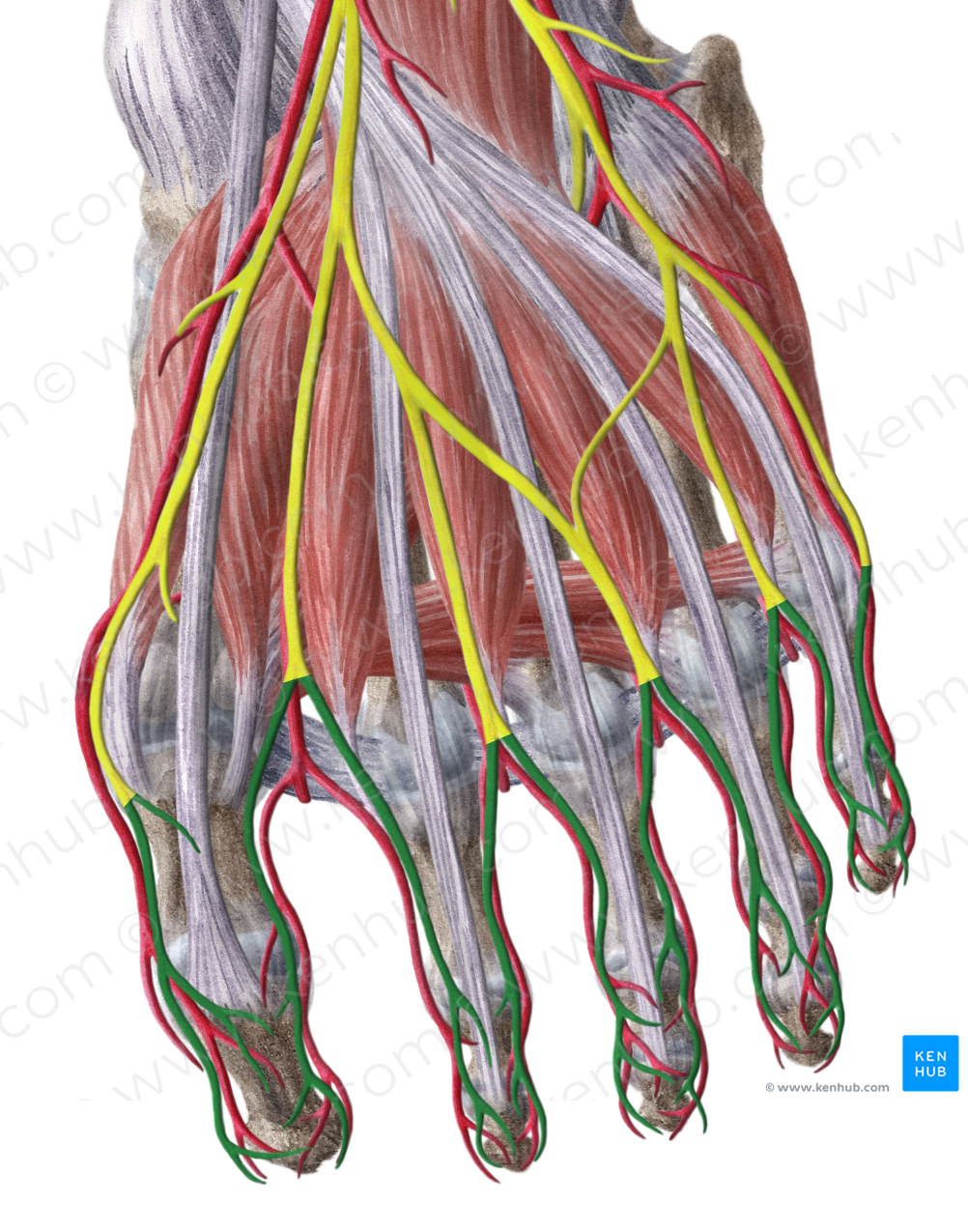 Proper plantar digital nerves (#6228) – Kenhub Image License Store