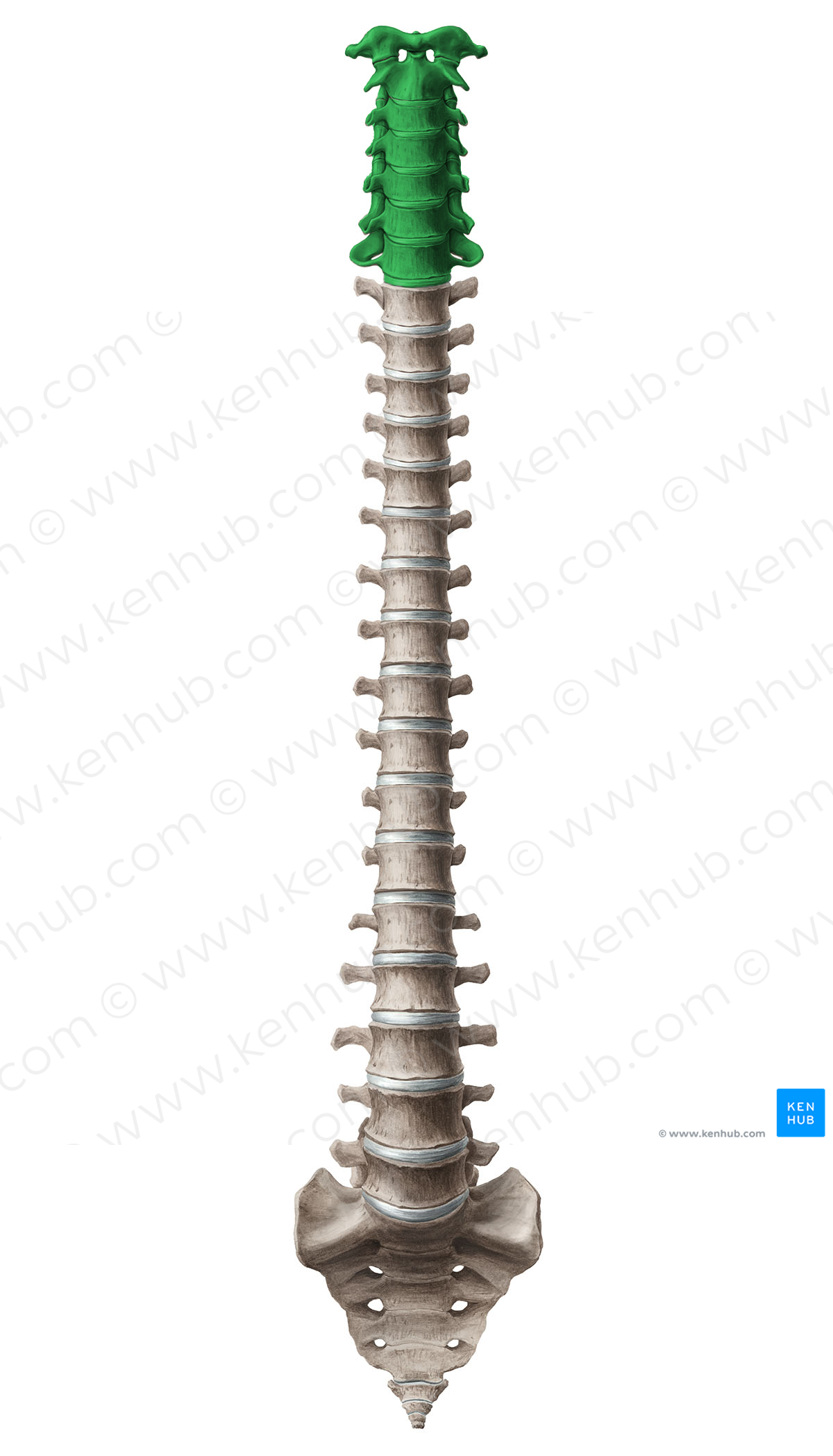 Cervical vertebrae (#12569)