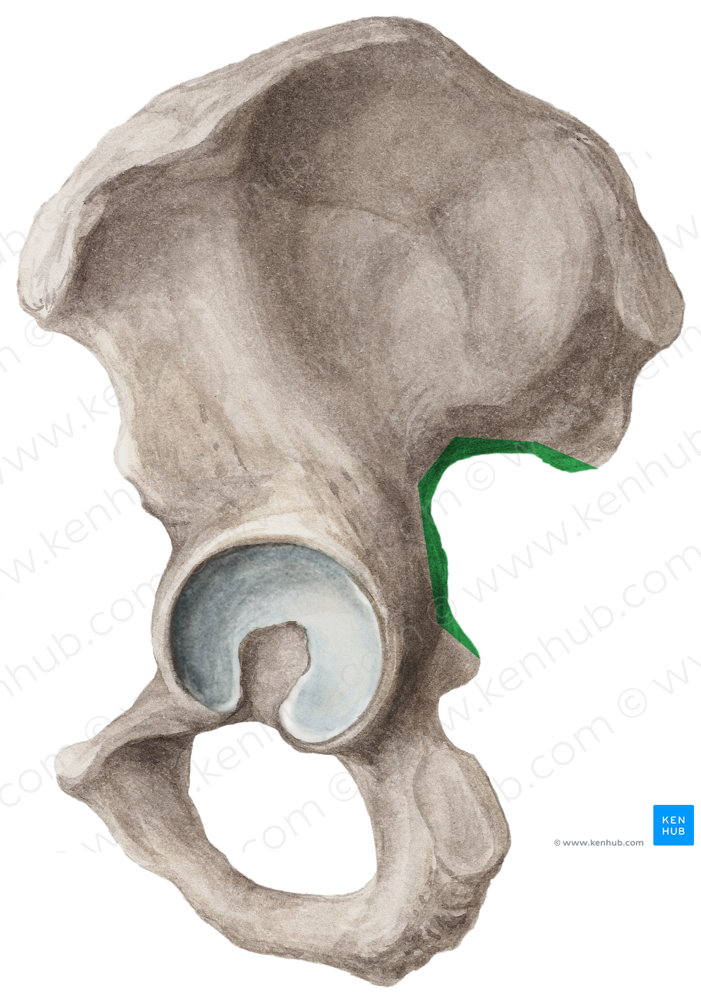 Greater sciatic notch of hip bone (#4292)