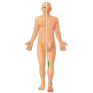 Cutaneous branch of obturator nerve (#21942)