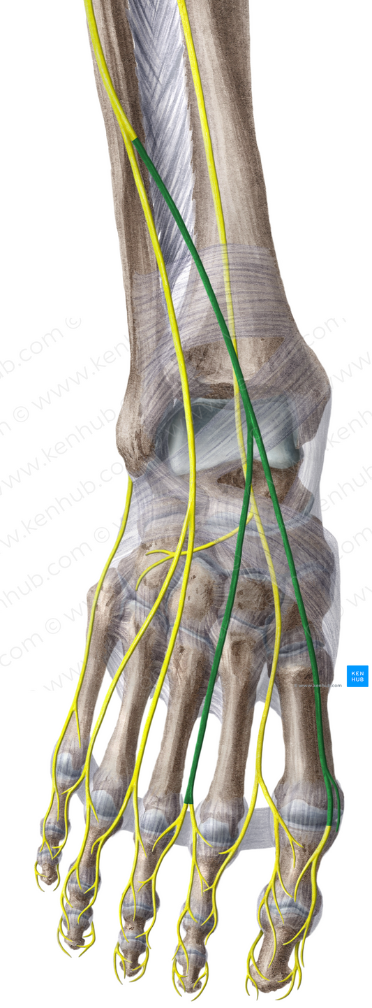 Medial dorsal cutaneous nerve of foot (#6377)