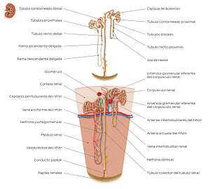 Nephron (Spanish)